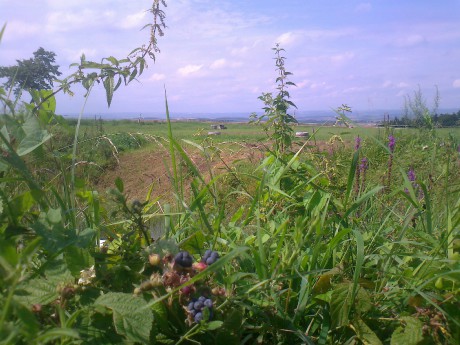 Ostružiny